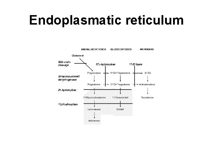 Endoplasmatic reticulum 