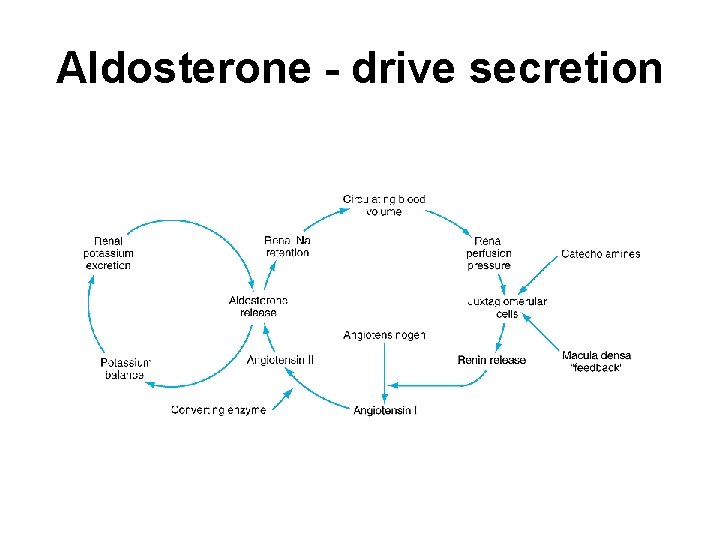 Aldosterone - drive secretion 