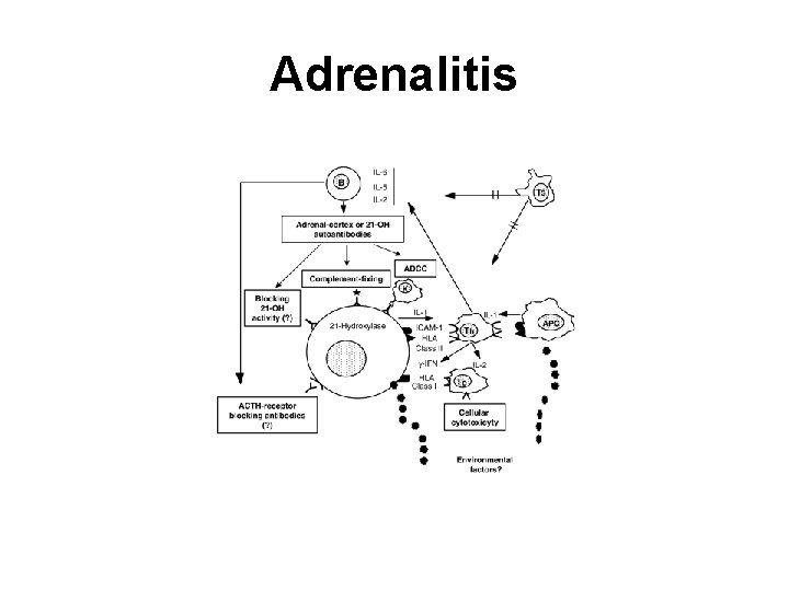 Adrenalitis 