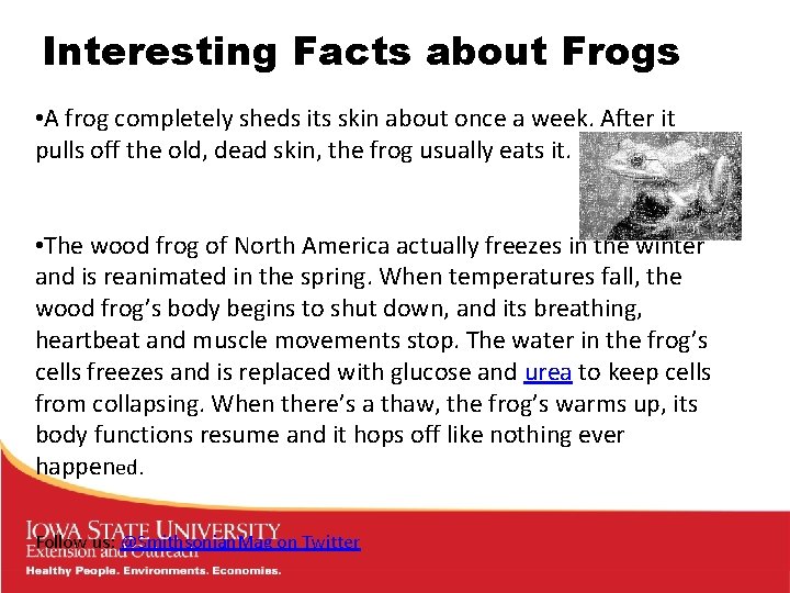 Interesting Facts about Frogs • A frog completely sheds its skin about once a