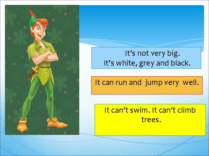 It’s not very big. It’s white, grey and black. It can run and jump