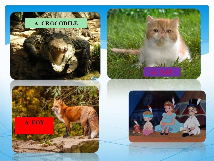 A CROCODILE A CAT A FOX 