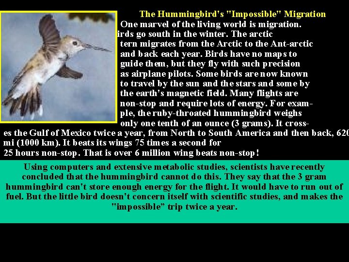 The Hummingbird's "Impossible" Migration One marvel of the living world is migration. Many birds