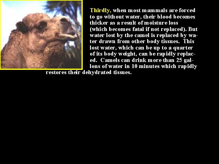 Thirdly, when most mammals are forced to go without water, their blood becomes thicker