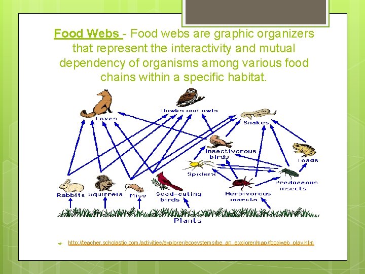 Food Webs - Food webs are graphic organizers that represent the interactivity and mutual Food Webs - Food webs are graphic organizers that represent the interactivity and mutual