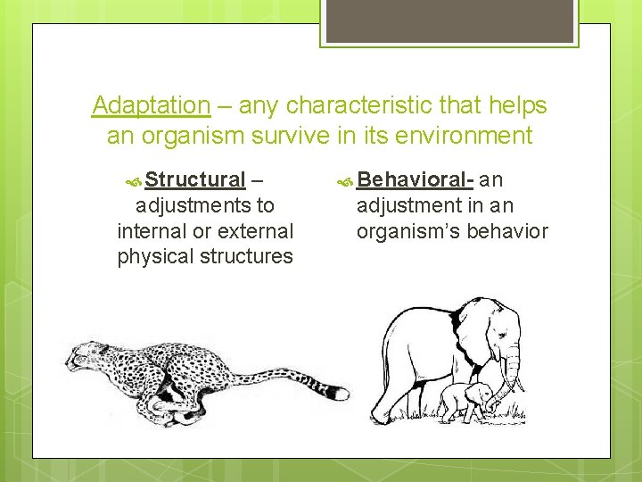 Adaptations and Survival Melanie Hardy 6 th Grade