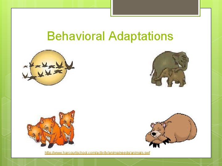 Behavioral Adaptations http: //www. harcourtschool. com/activity/animalneeds/animals. swf Behavioral Adaptations http: //www. harcourtschool. com/activity/animalneeds/animals. swf