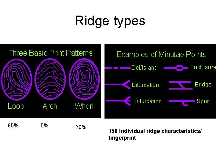 Ridge types 65% 5% 30% 150 Individual ridge characteristics/ fingerprint 