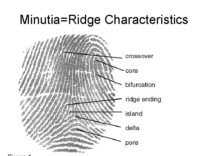 Minutia=Ridge Characteristics 