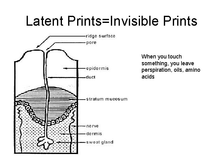 Latent Prints=Invisible Prints When you touch something, you leave perspiration, oils, amino acids 