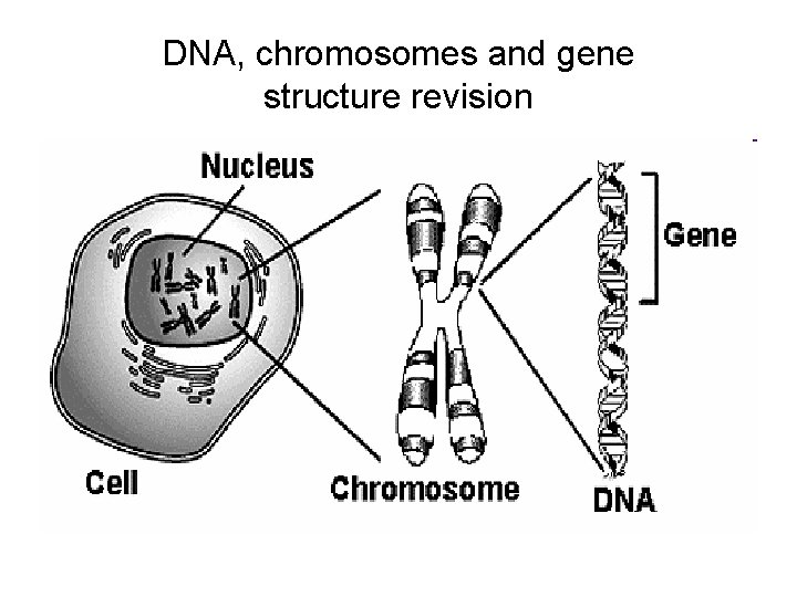 DNA, chromosomes and gene structure revision 