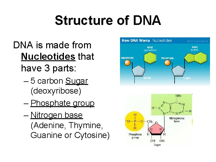 Structure of DNA is made from Nucleotides that have 3 parts: – 5 carbon