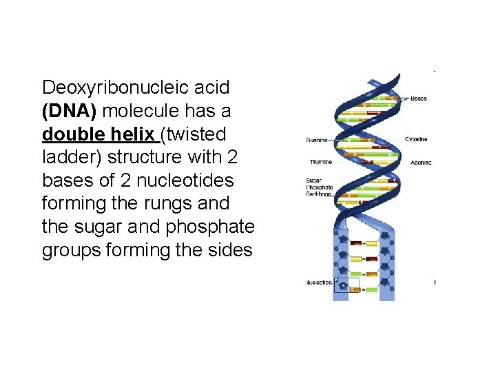 Deoxyribonucleic acid (DNA) molecule has a double helix (twisted ladder) structure with 2 bases