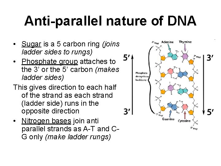 Anti-parallel nature of DNA • Sugar is a 5 carbon ring (joins ladder sides