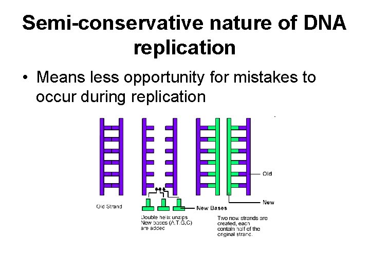 Semi-conservative nature of DNA replication • Means less opportunity for mistakes to occur during