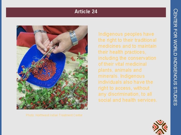 Indigenous peoples have the right to their traditional medicines and to maintain their health