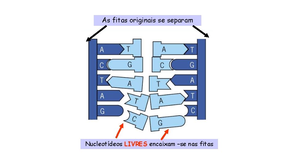 As fitas originais se separam Nucleotídeos LIVRES encaixam –se nas fitas 