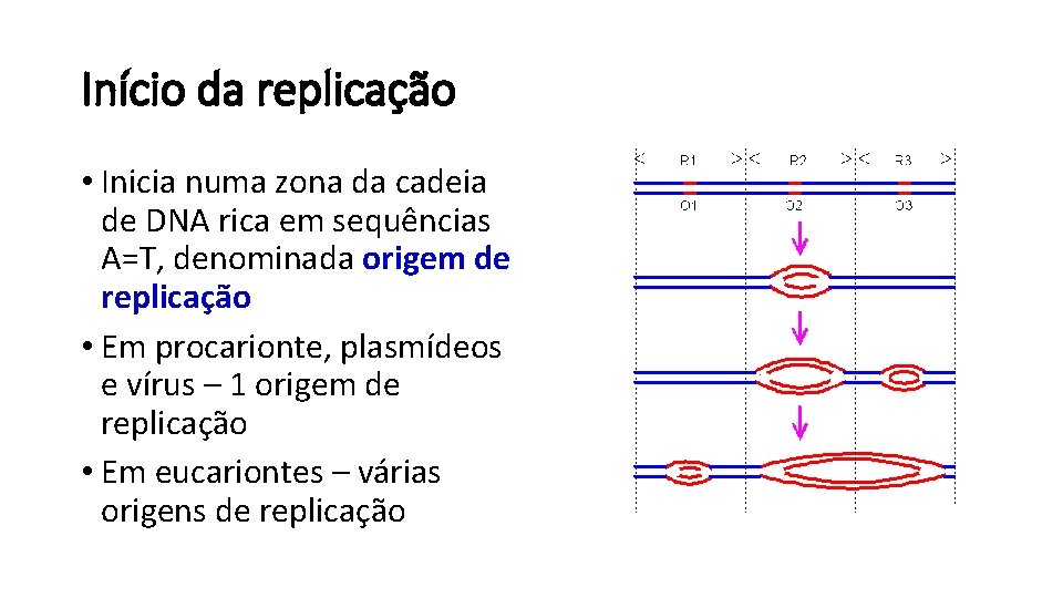Início da replicação • Inicia numa zona da cadeia de DNA rica em sequências