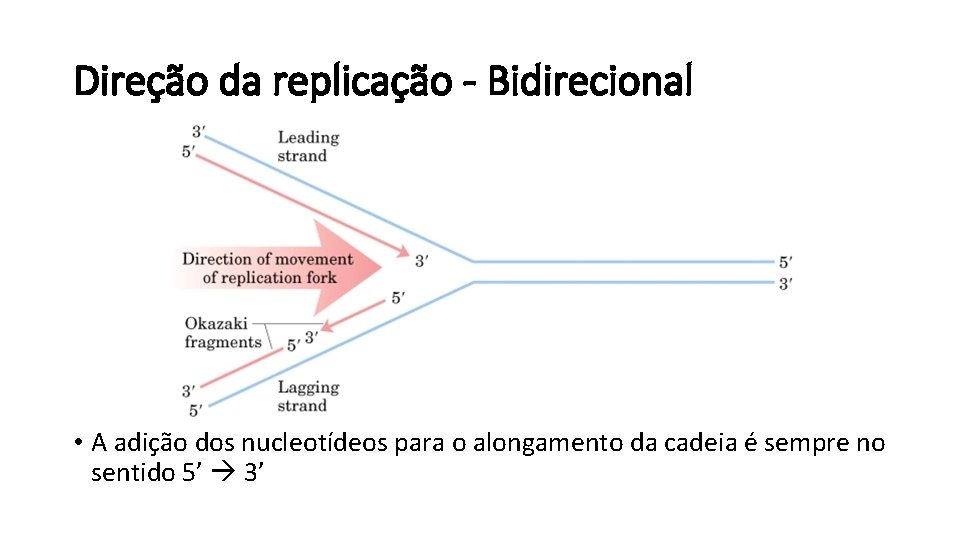 Direção da replicação - Bidirecional • A adição dos nucleotídeos para o alongamento da