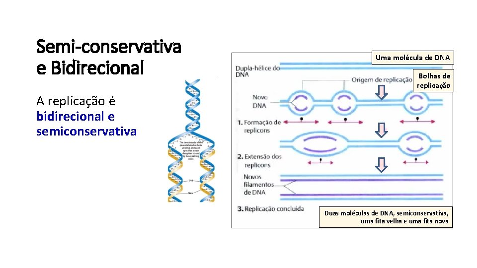Semi-conservativa e Bidirecional Uma molécula de DNA Bolhas de replicação A replicação é bidirecional