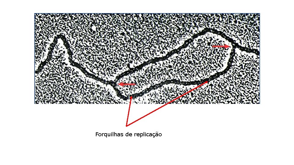 Forquilhas de replicação 