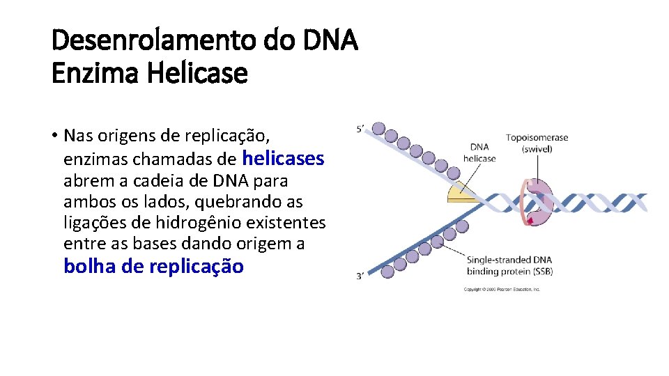 Desenrolamento do DNA Enzima Helicase • Nas origens de replicação, enzimas chamadas de helicases
