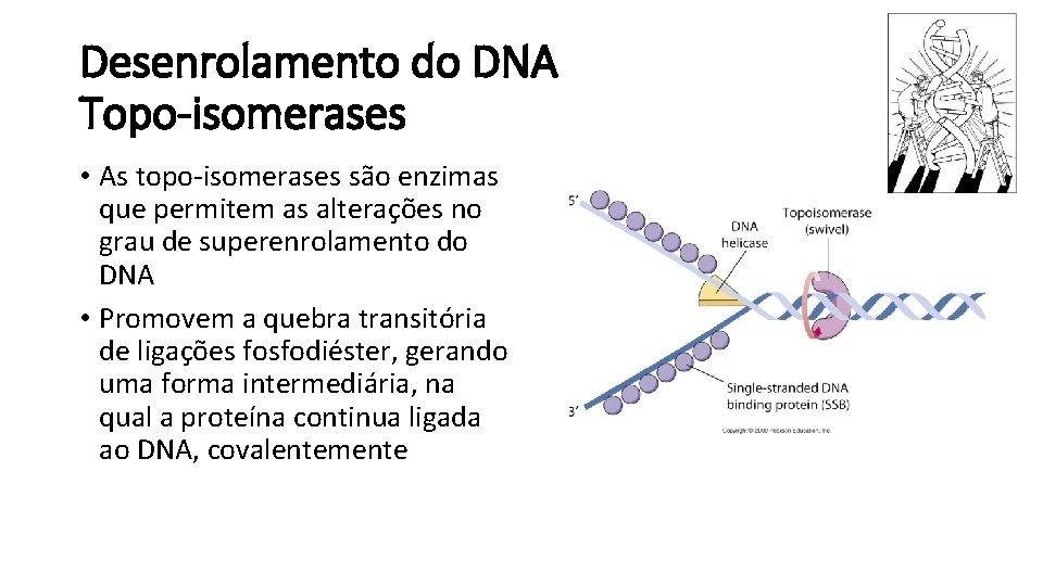Desenrolamento do DNA Topo-isomerases • As topo-isomerases são enzimas que permitem as alterações no