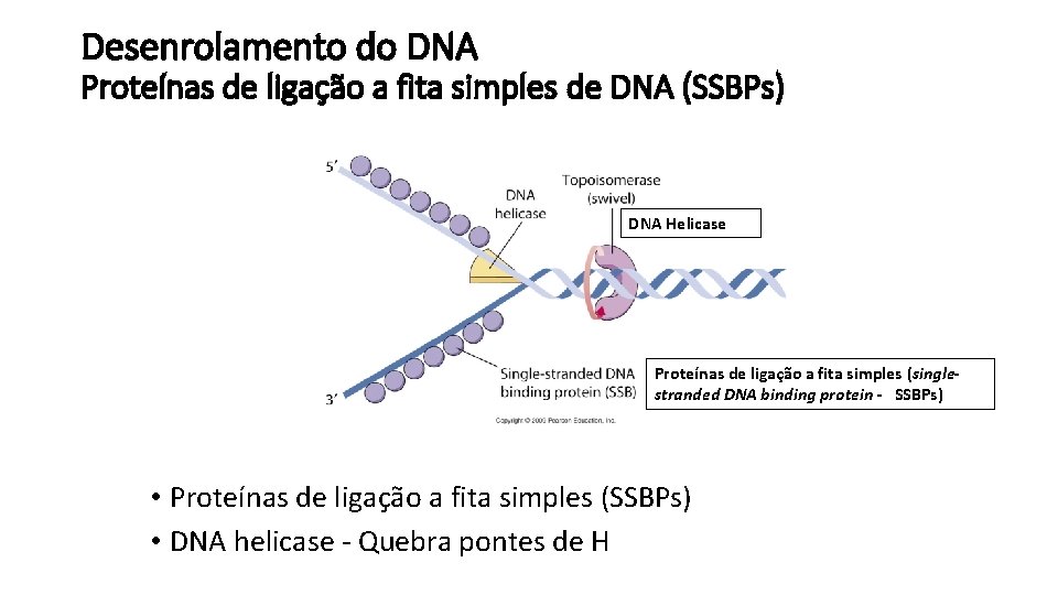 Desenrolamento do DNA Proteínas de ligação a fita simples de DNA (SSBPs) DNA Helicase