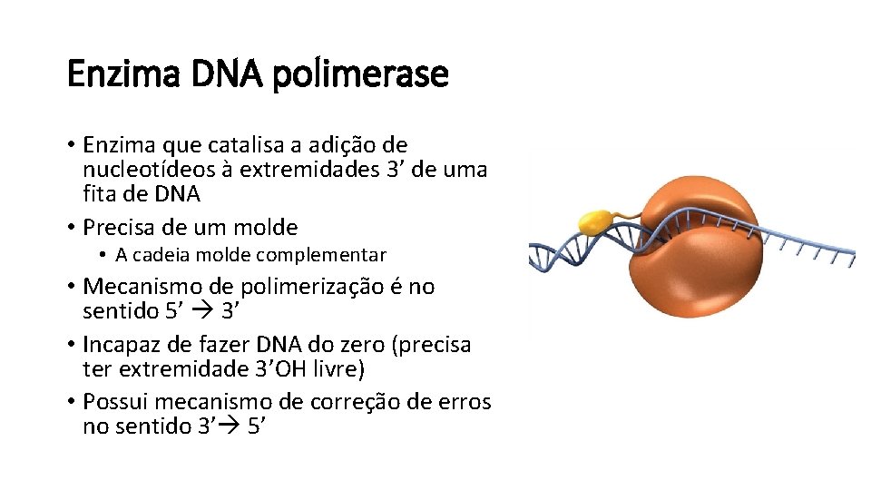 Enzima DNA polimerase • Enzima que catalisa a adição de nucleotídeos à extremidades 3’