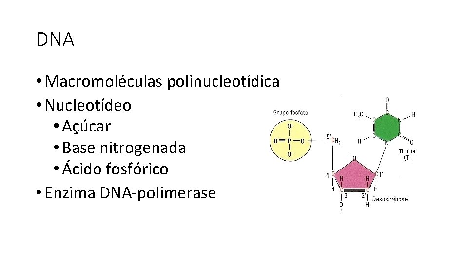 DNA • Macromoléculas polinucleotídica • Nucleotídeo • Açúcar • Base nitrogenada • Ácido fosfórico