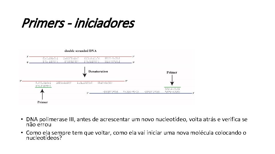 Primers - iniciadores • DNA polimerase III, antes de acrescentar um novo nucleotídeo, volta