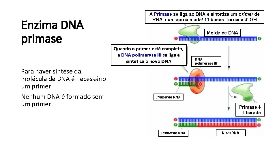 Enzima DNA primase Para haver síntese da molécula de DNA é necessário um primer