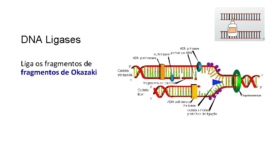 DNA Ligases Liga os fragmentos de Okazaki 