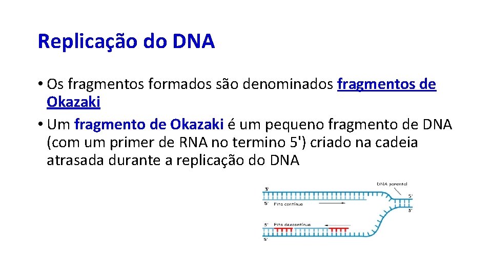Replicação do DNA • Os fragmentos formados são denominados fragmentos de Okazaki • Um
