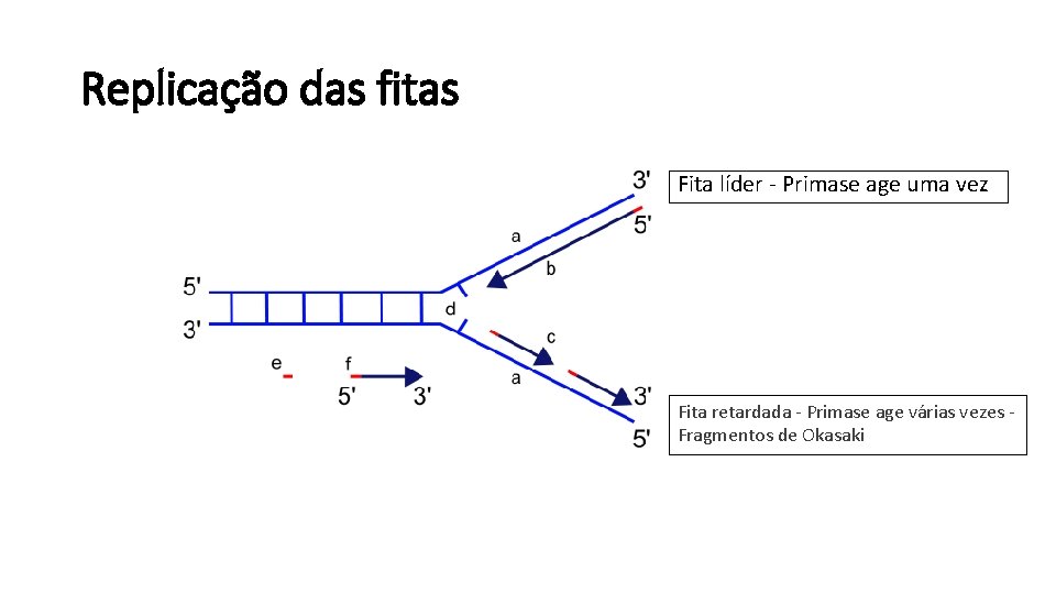 Replicação das fitas Fita líder - Primase age uma vez Fita retardada - Primase