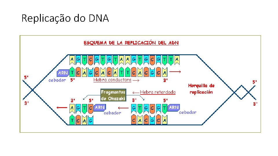 Replicação do DNA 