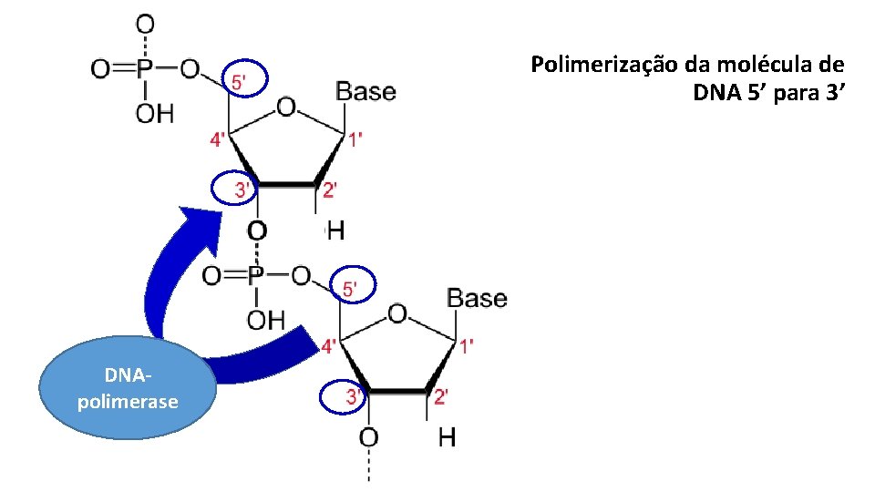 Polimerização da molécula de DNA 5’ para 3’ DNApolimerase 
