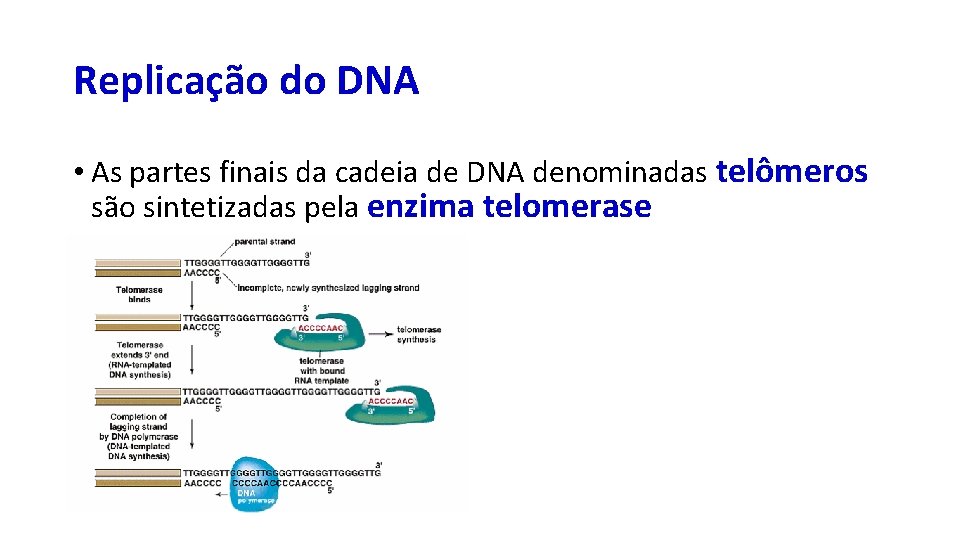 Replicação do DNA • As partes finais da cadeia de DNA denominadas telômeros são