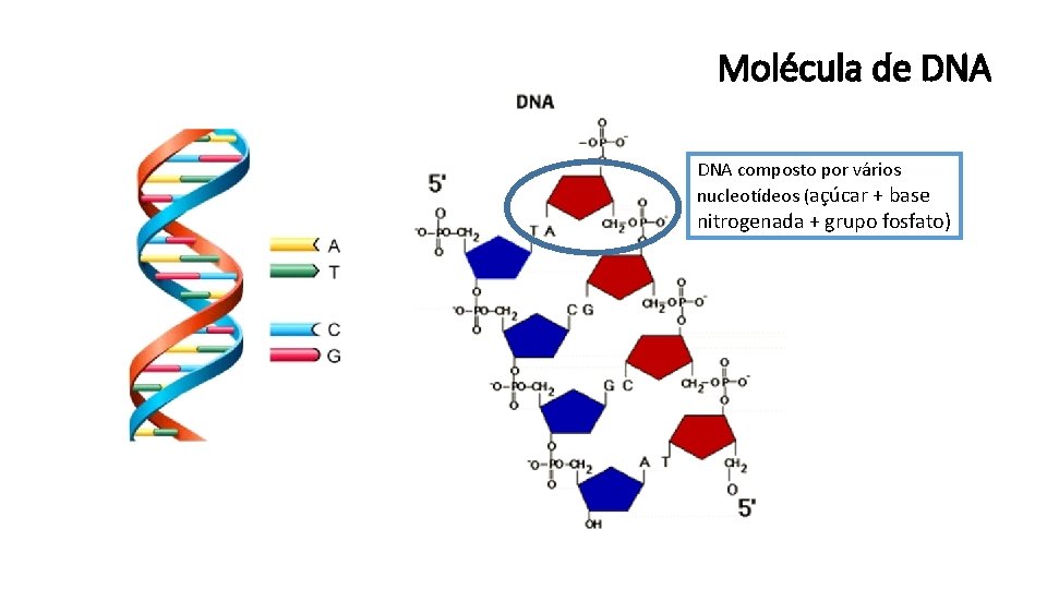 Molécula de DNA composto por vários nucleotídeos (açúcar + base nitrogenada + grupo fosfato)