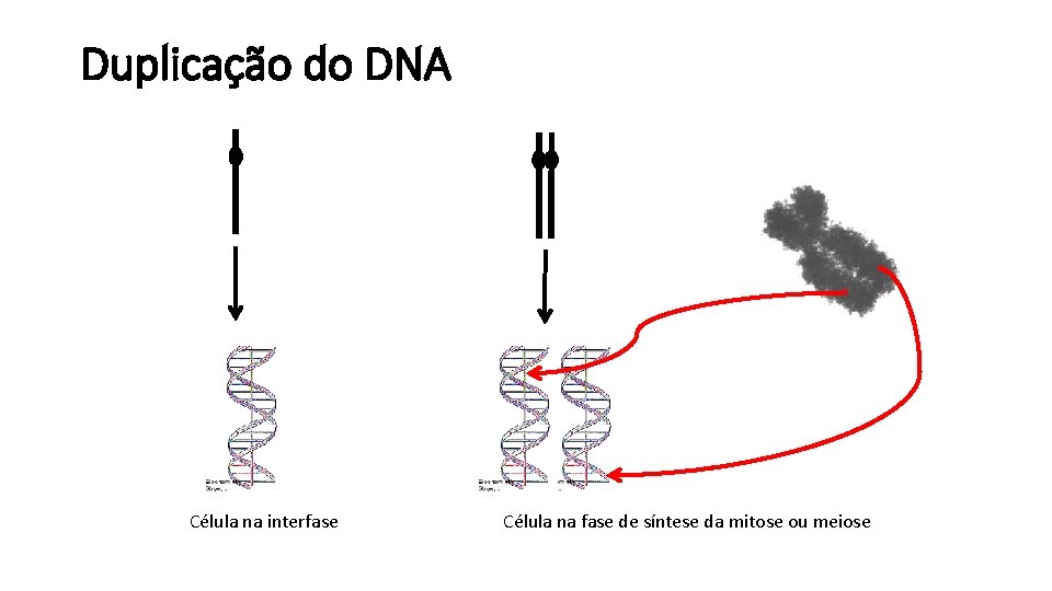 Duplicação do DNA Célula na interfase Célula na fase de síntese da mitose ou