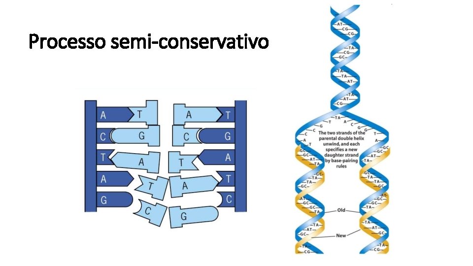 Processo semi-conservativo 