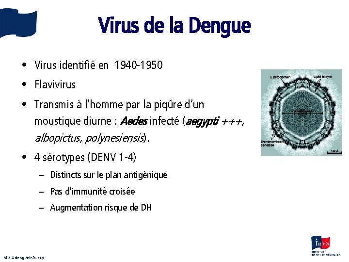 Virus de la Dengue • Virus identifié en 1940 -1950 • Flavivirus • Transmis