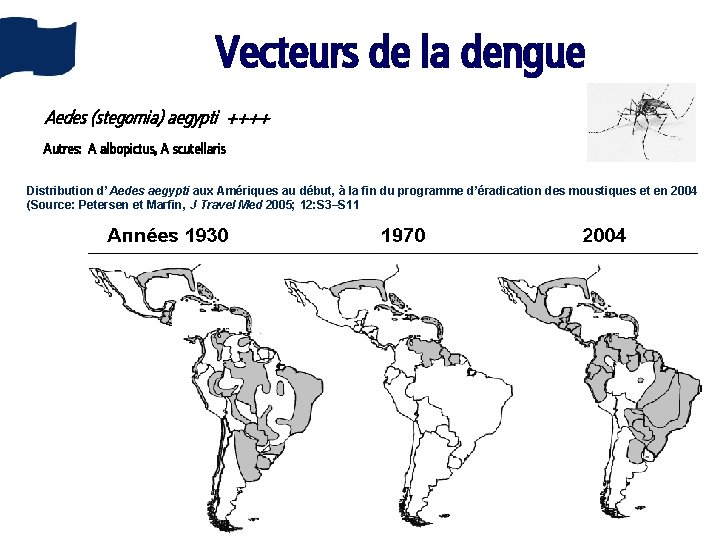 Vecteurs de la dengue Aedes (stegomia) aegypti ++++ Autres: A albopictus, A scutellaris Distribution