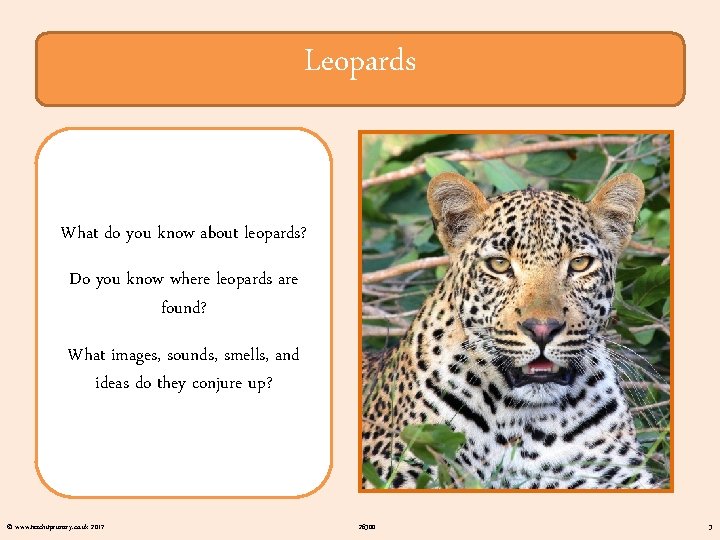 Leopards What do you know about leopards? Do you know where leopards are found?