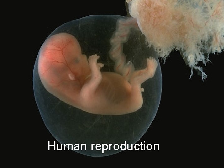 Human reproduction 