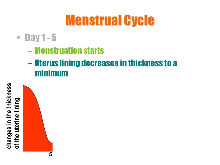 Menstrual Cycle • Day 1 - 5 – Menstruation starts – Uterus lining decreases