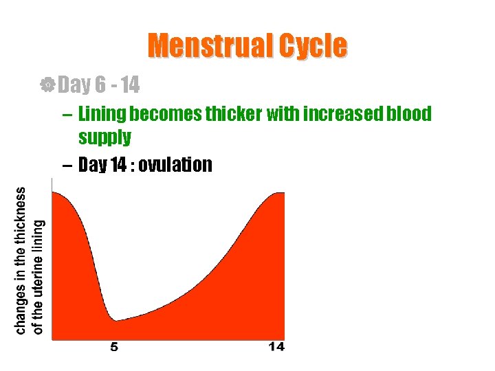 Menstrual Cycle |Day 6 - 14 – Lining becomes thicker with increased blood supply