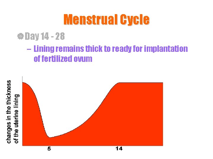 Menstrual Cycle |Day 14 - 28 – Lining remains thick to ready for implantation