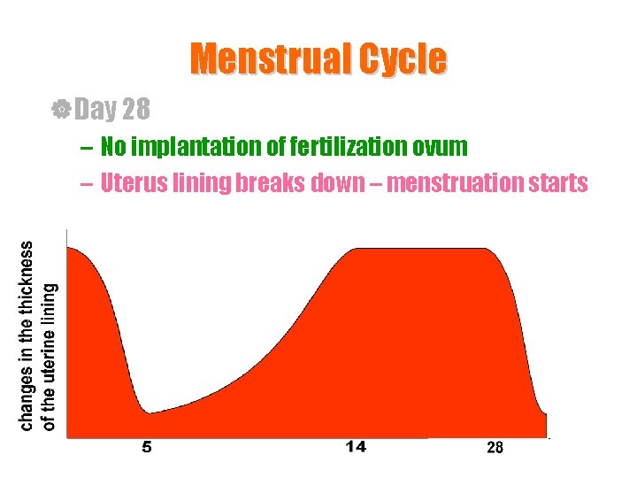 Menstrual Cycle |Day 28 – No implantation of fertilization ovum – Uterus lining breaks