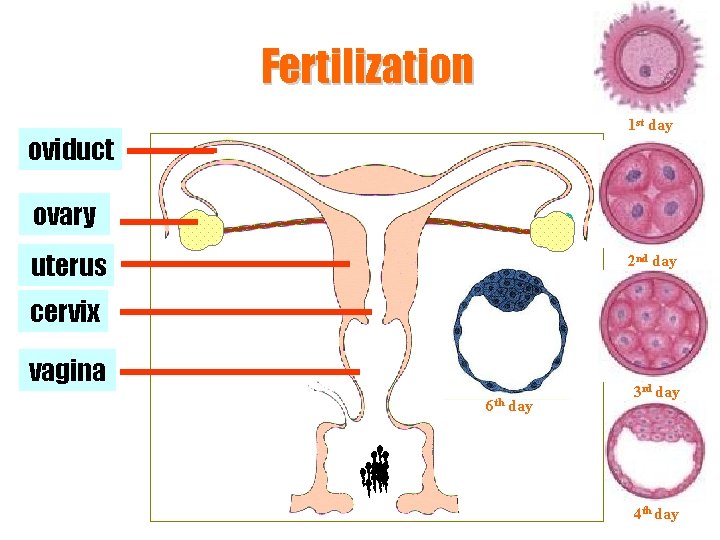 Fertilization 1 st day oviduct ovary uterus 2 nd day cervix vagina 6 th